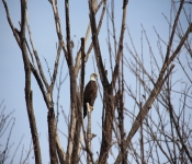 2013 03 23 RedWing 001